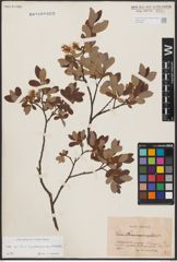 Foto von Salix aurita L. x Salix lapponum L. x Salix myrtilloides L.